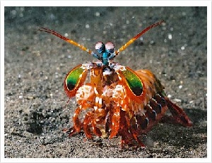 mantis_shrimp_300x231