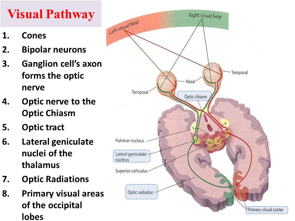 Image result for visual pathway