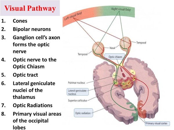Visual Pathways In The Brain | Visual Pathway Explained – ROWVD